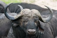 Afrikanischer Büffel (71 von 102).jpg